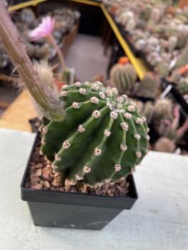 Echinopsis daydream lila